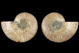 Bargain, Cut & Polished, Agatized Ammonite Fossil #184135-1